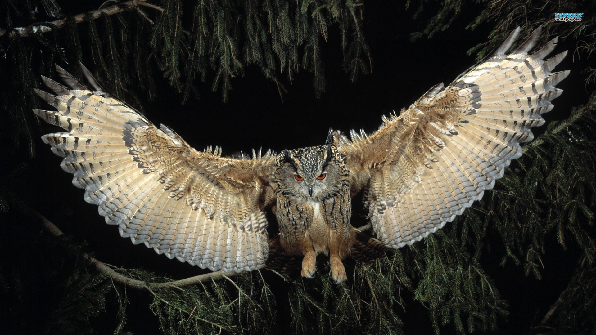 Flying Owl Wallpaper