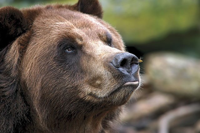 Kodiak Bear Picture