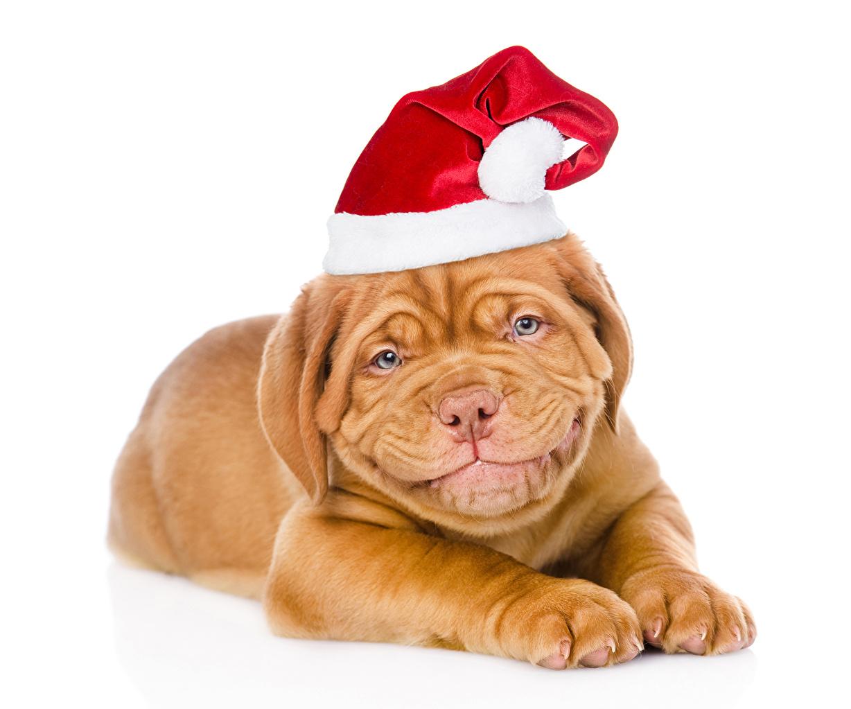 Desktop Wallpaper Dogue De Bordeaux Dogs Christmas Winter Hat Paws
