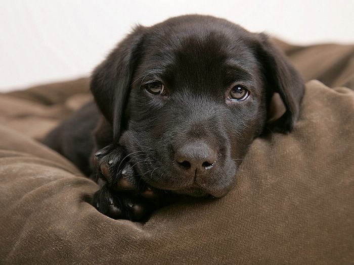Black Labrador Puppy Photo Brown Eyed Girl Wallcoo