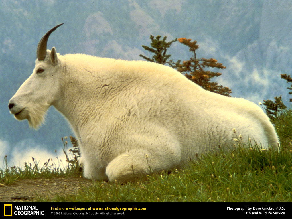 Mountain Goat Picture Desktop Wallpaper