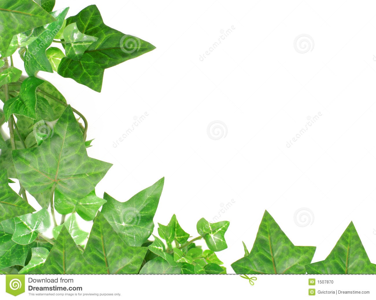 Ivy Leaves Border