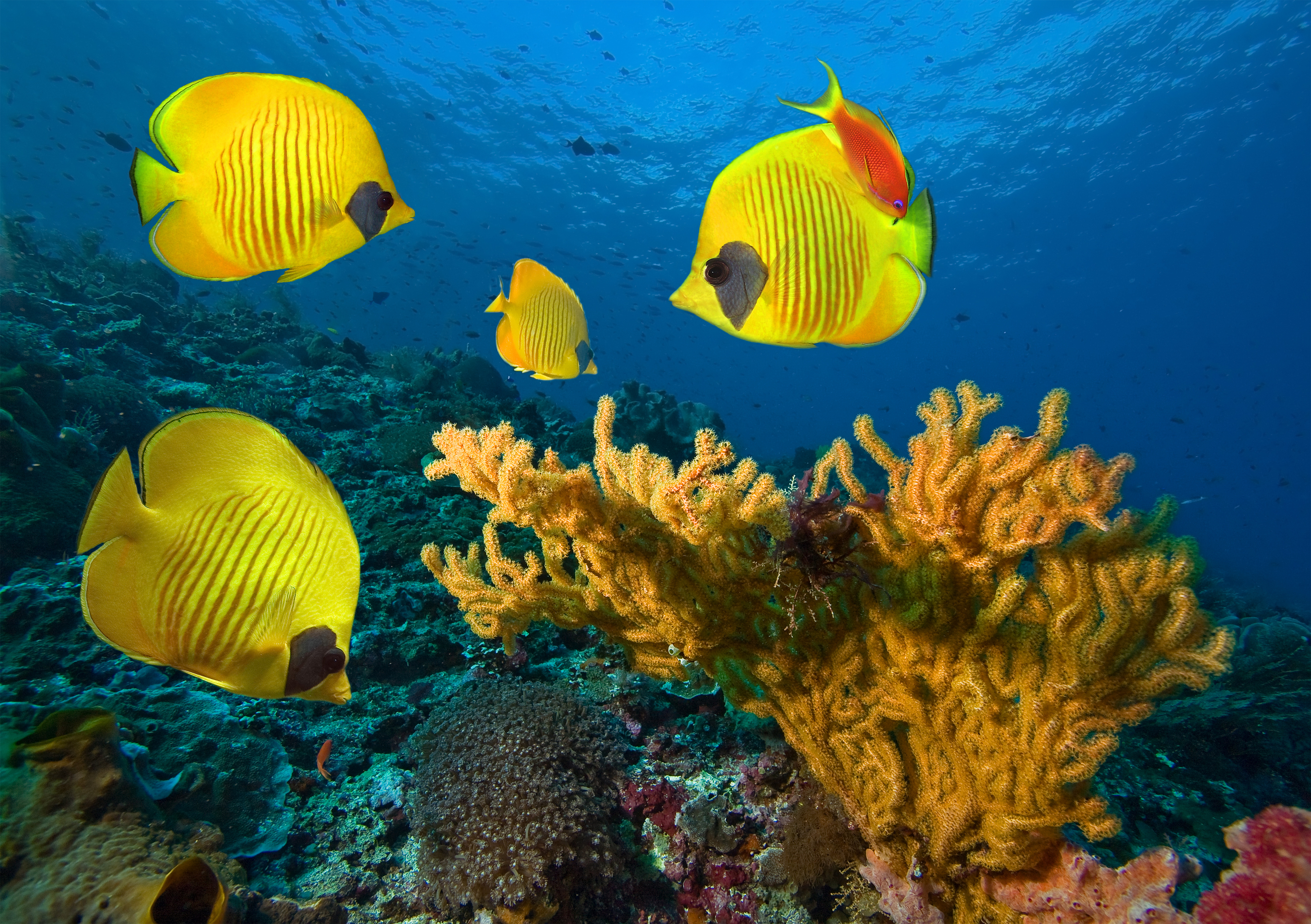 Underwater Background With Yellow Fishes Gallery Yopriceville