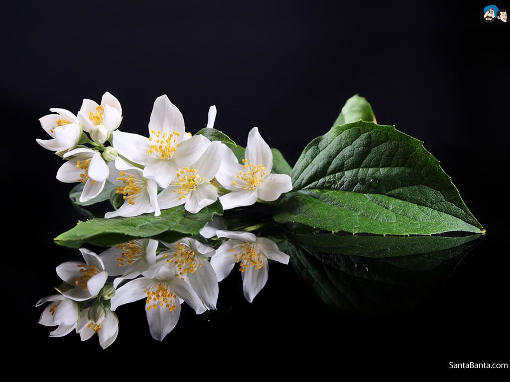 Jasmine Flower Wallpaper Background Image