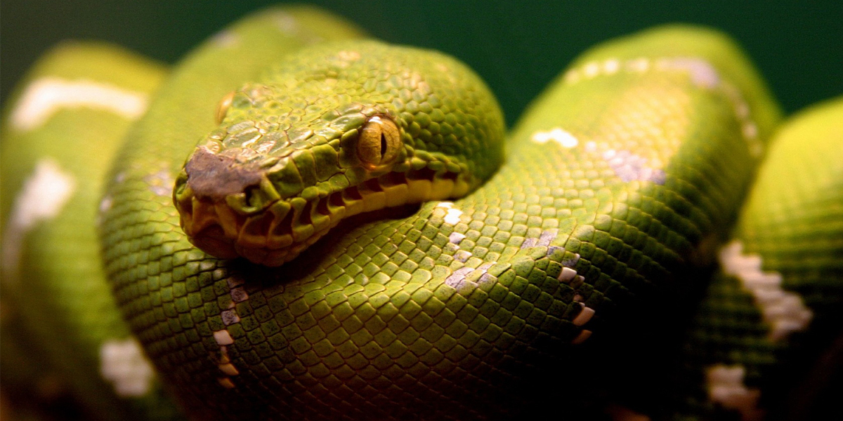Green Snake Wallpaper Teahub Io