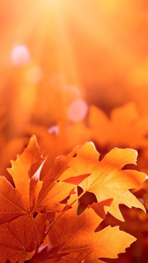 Autumn Leaves Picture For iPhone Wallpaper HD