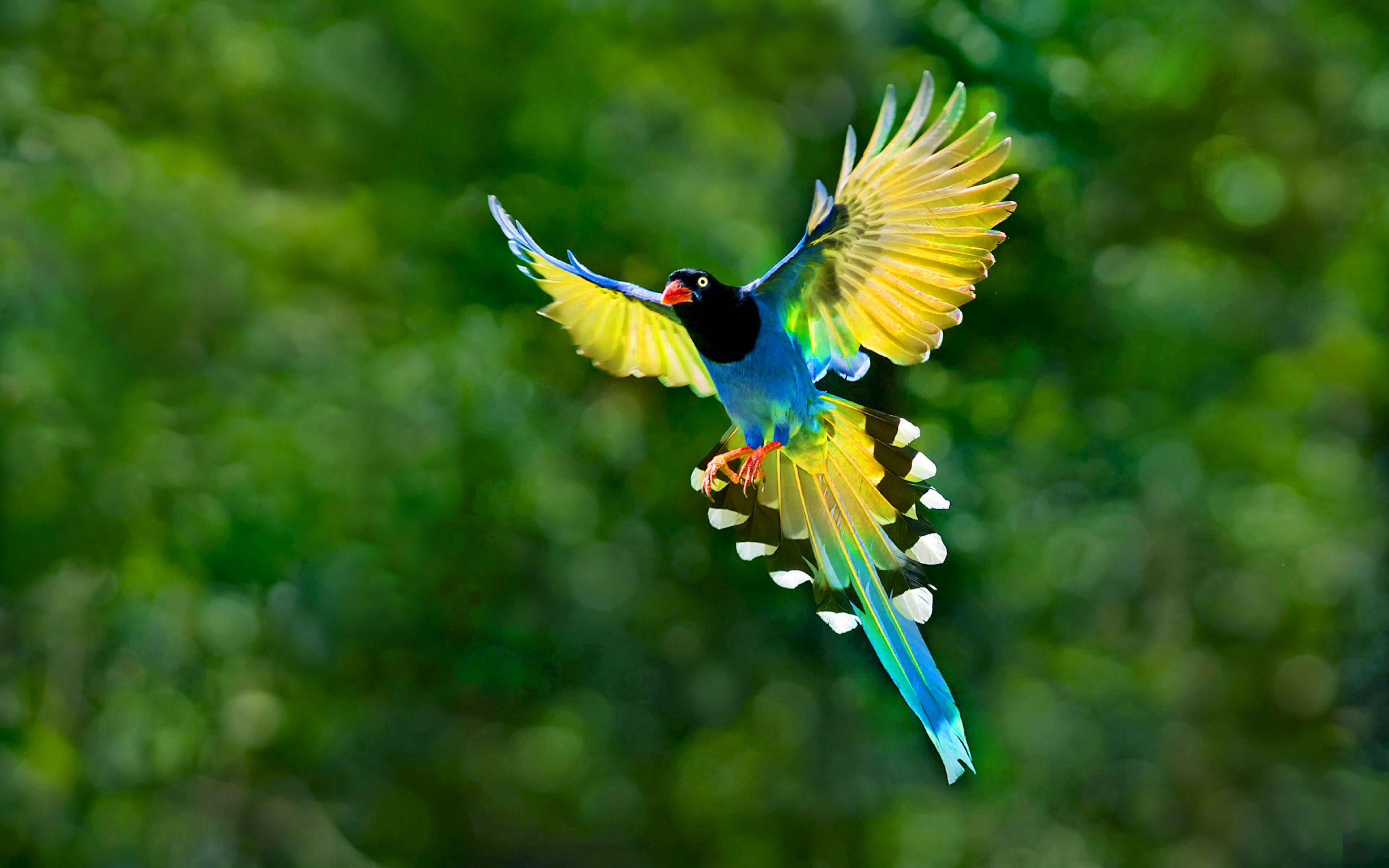 Flying Birds Beautiful HD Wallpaper