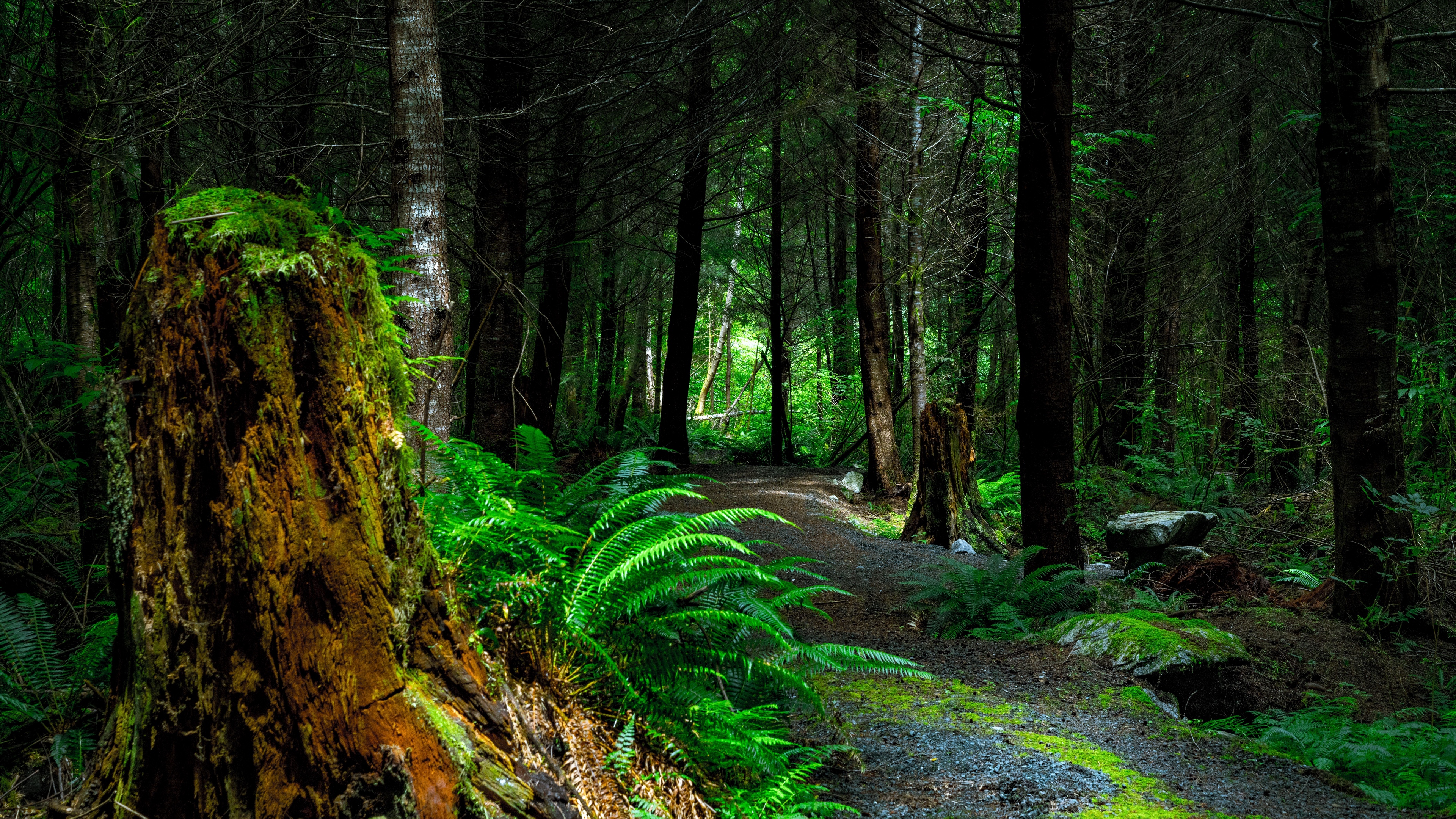 Wallpaper Forest Path Trees Vancouver Island