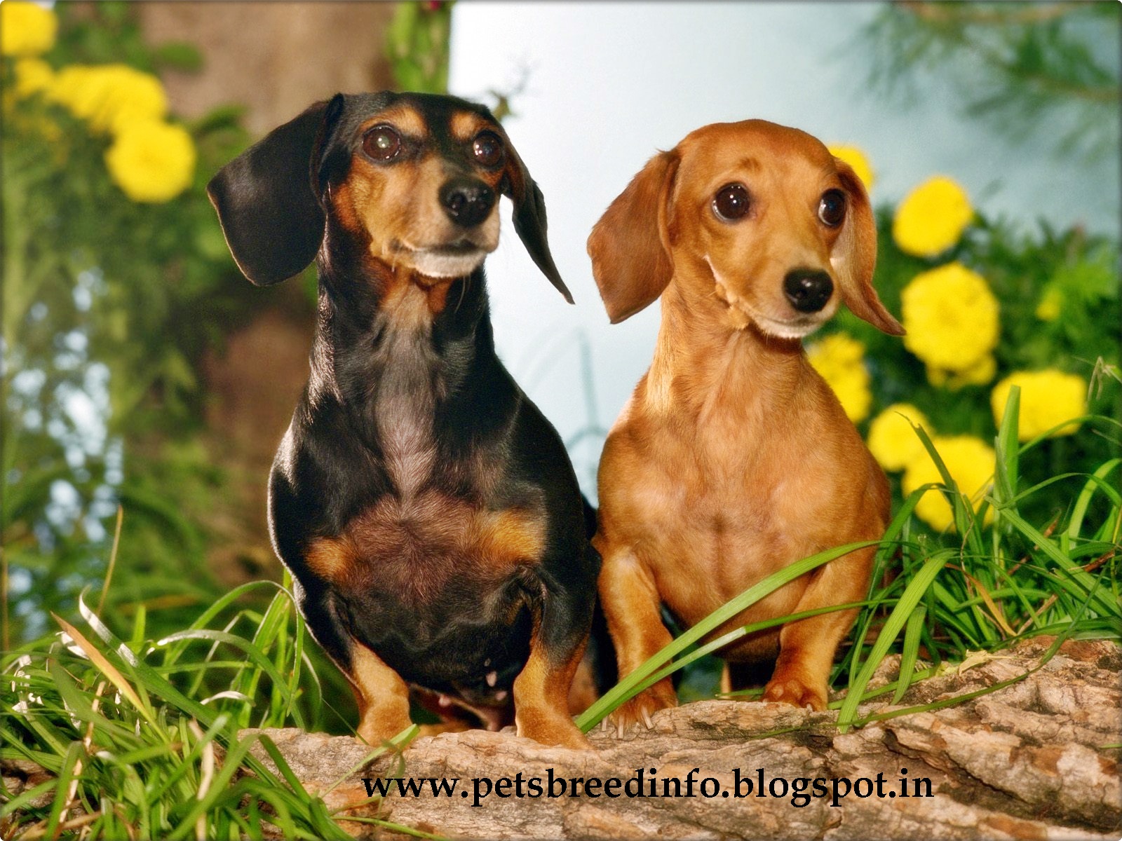 Dachshund Dog HD Wallpaper Image