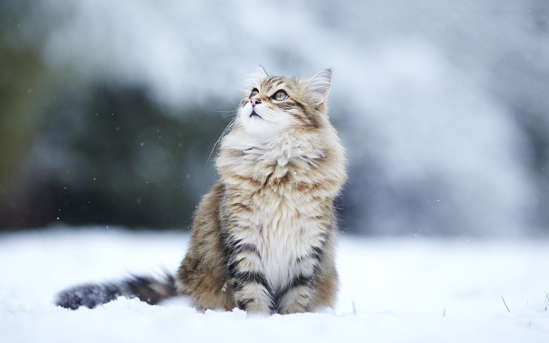 Pc Winter Snow Humor Cats Beautiful Animal Wallpaper