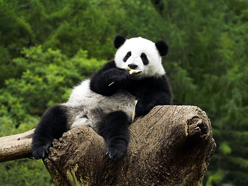 Wallpaper Funny Panda