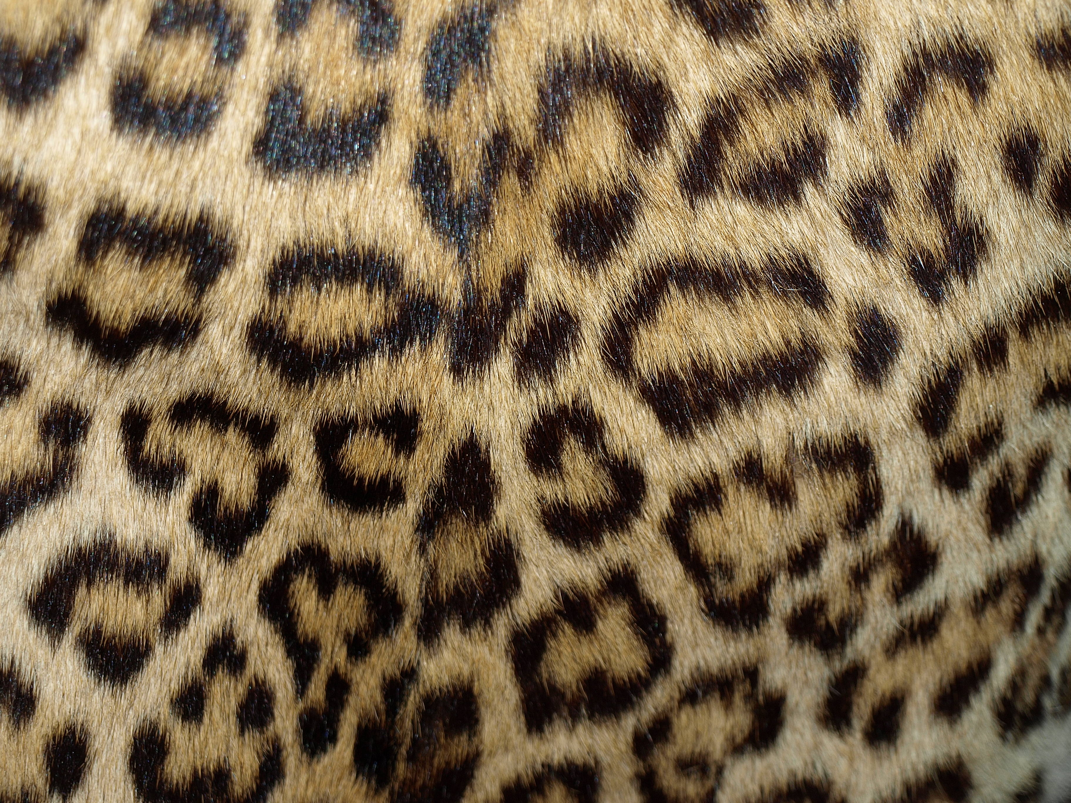 Leopard Print Wallpaper