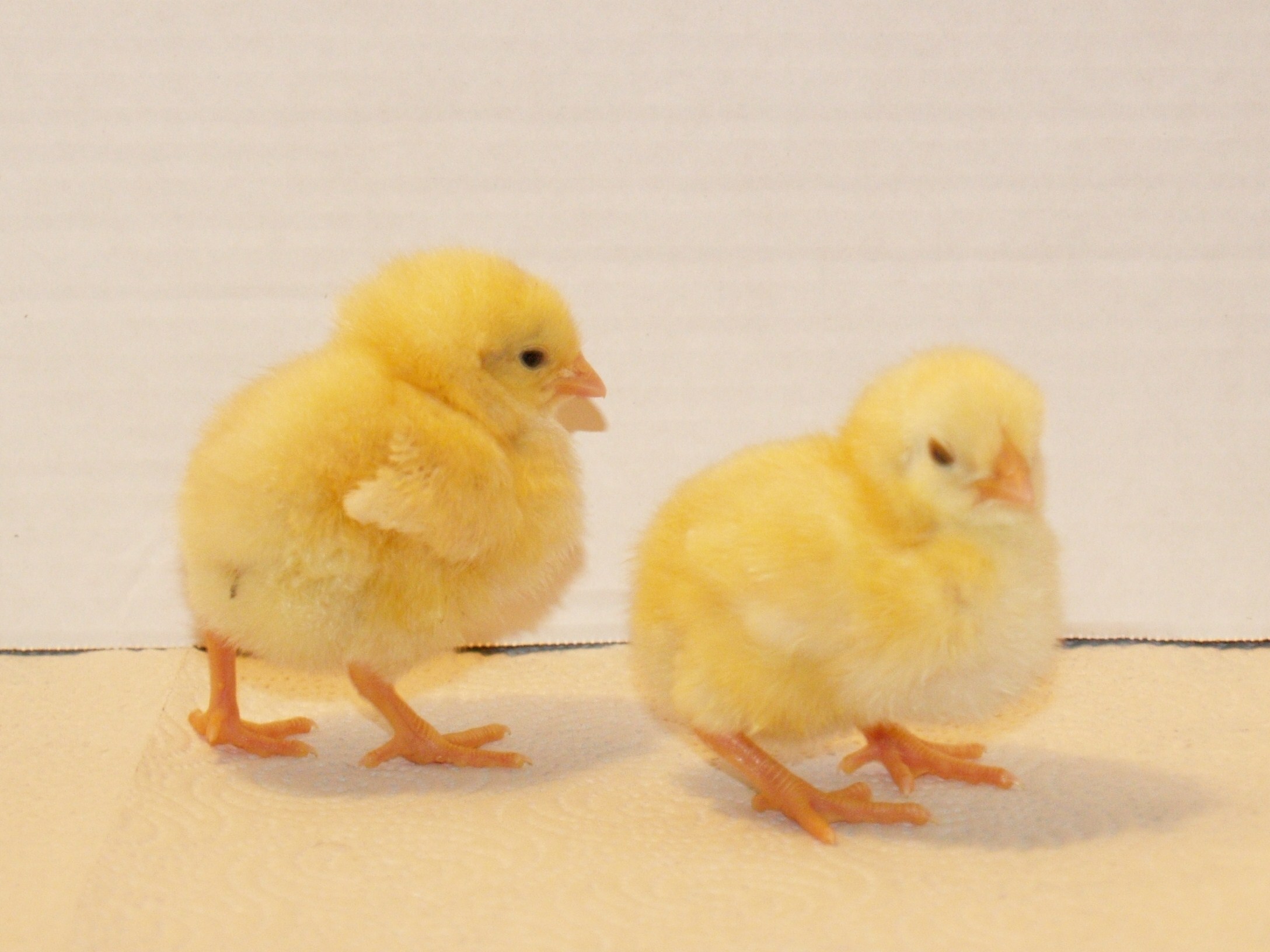 Pictures Of Baby Chickens All Wallpaper New