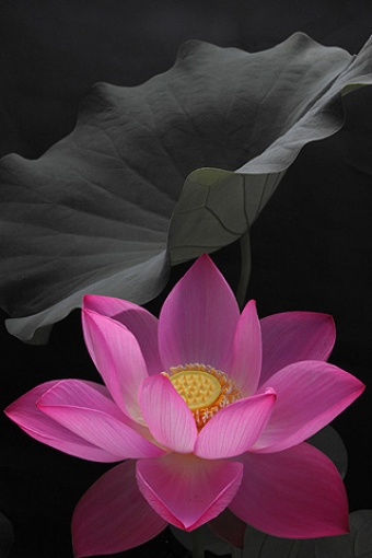 Pink Lotus iPhone HD Wallpaper