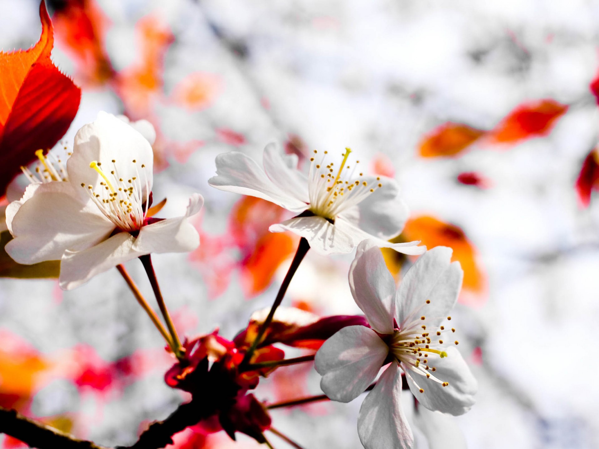 Download April Spring Flowers pictures in high definition or
