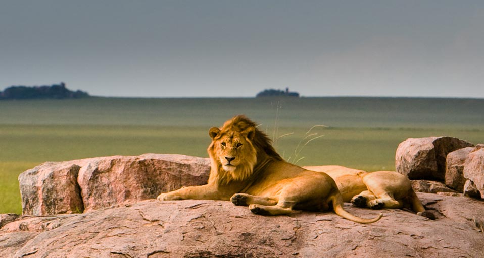 Lions In Serengeti National Park Tanzania