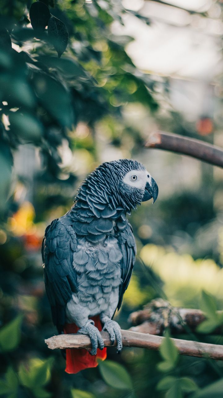 Gray Parrot Bird Exotic Wallpaper