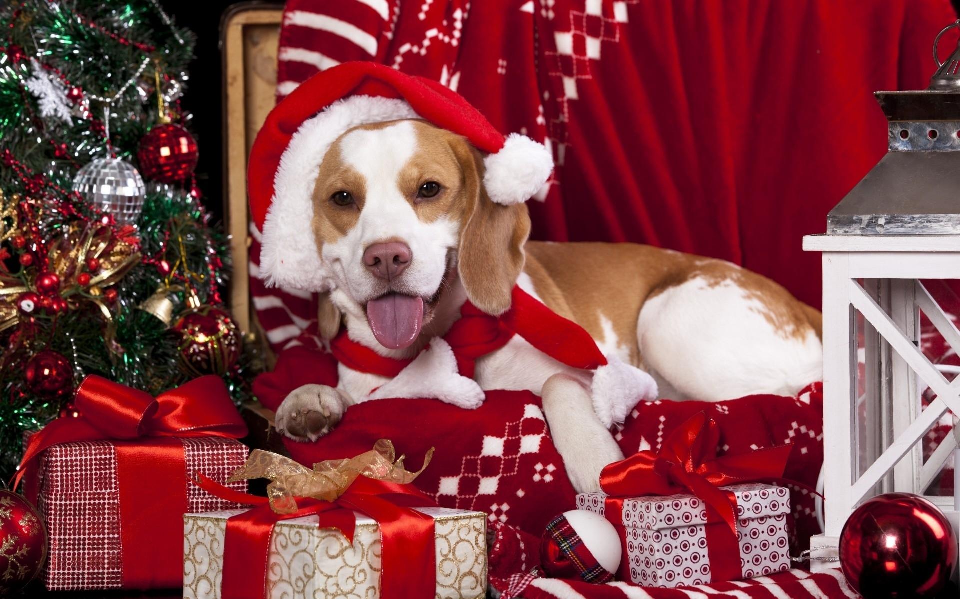 Holiday Christmas HD Wallpaper