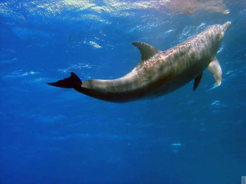 Ocean Sea Dolphins Underwater Wallpaper Animals