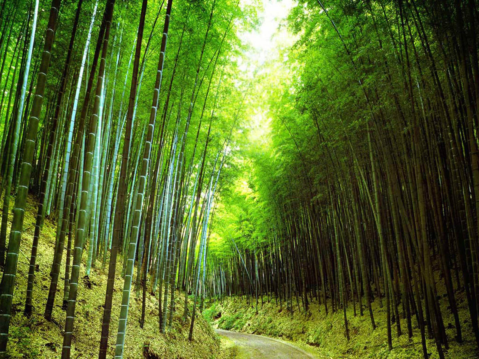 Wallpaper Bamboo Forest