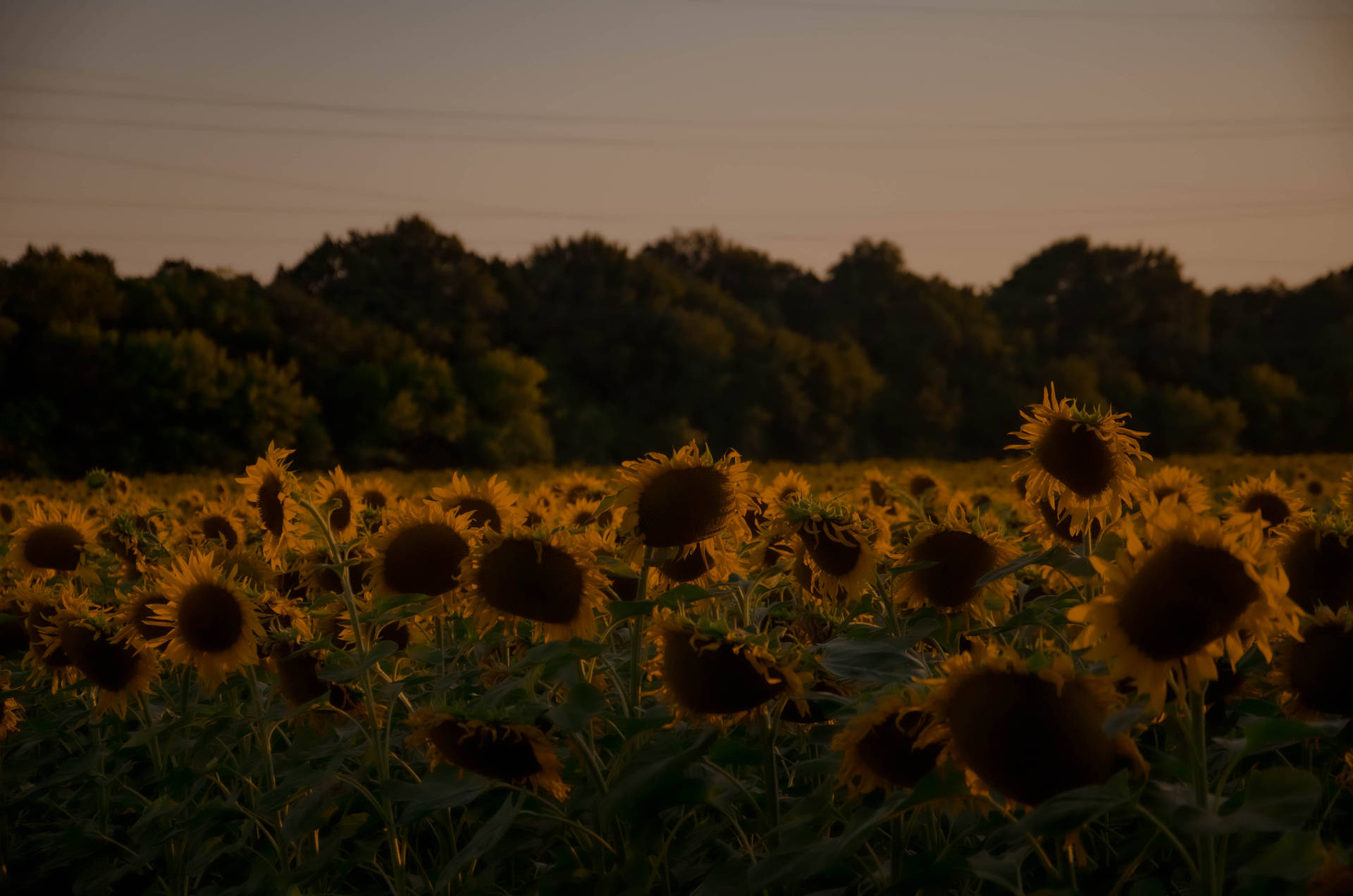 Sunflower Aesthetic Wallpaper