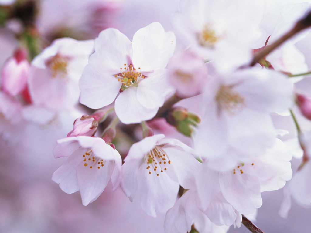 Free download Japanese Sakura Japanese Cherry Blossom 1024768 Wallpaper