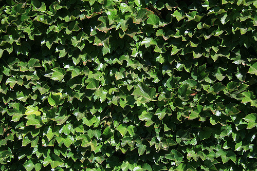 Pin Wrigley Field Ivy Wallpaper