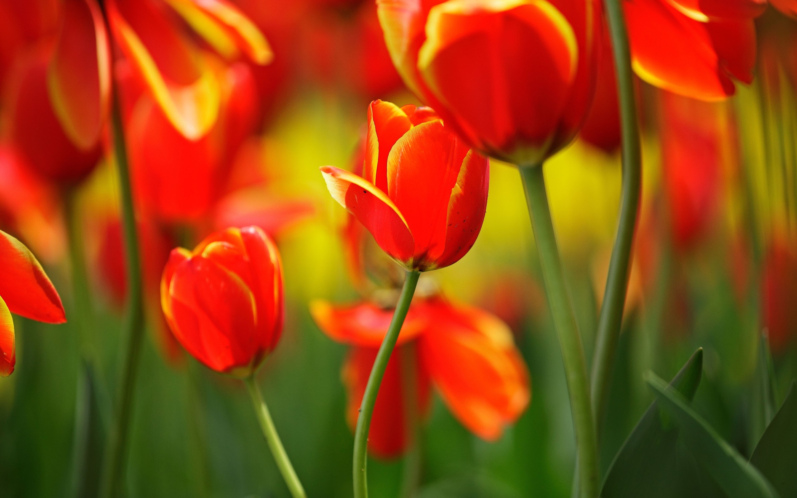 Red Orange Tulips HD Desktop Wallpaper