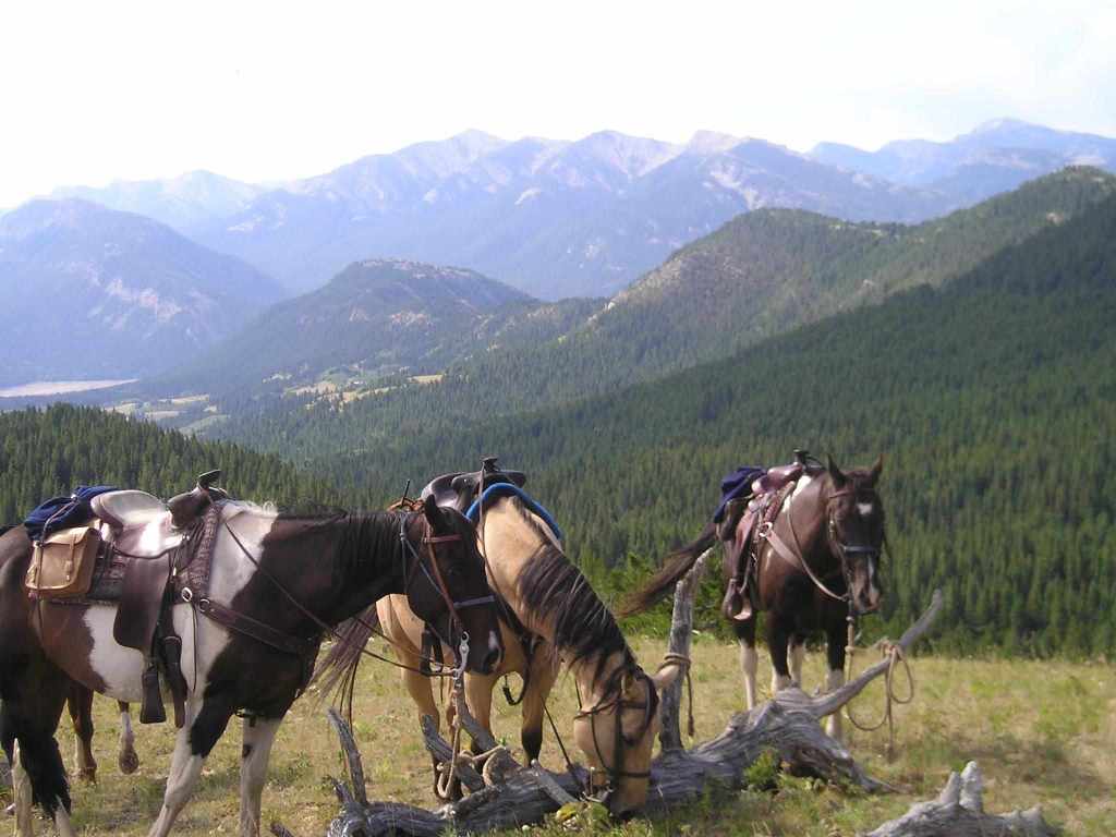 Montana Horse Ranches Best Place For Keeping Horses Prlog