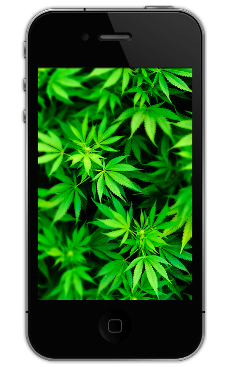 Марихуана for iphone от марихуаны человек становиться другим