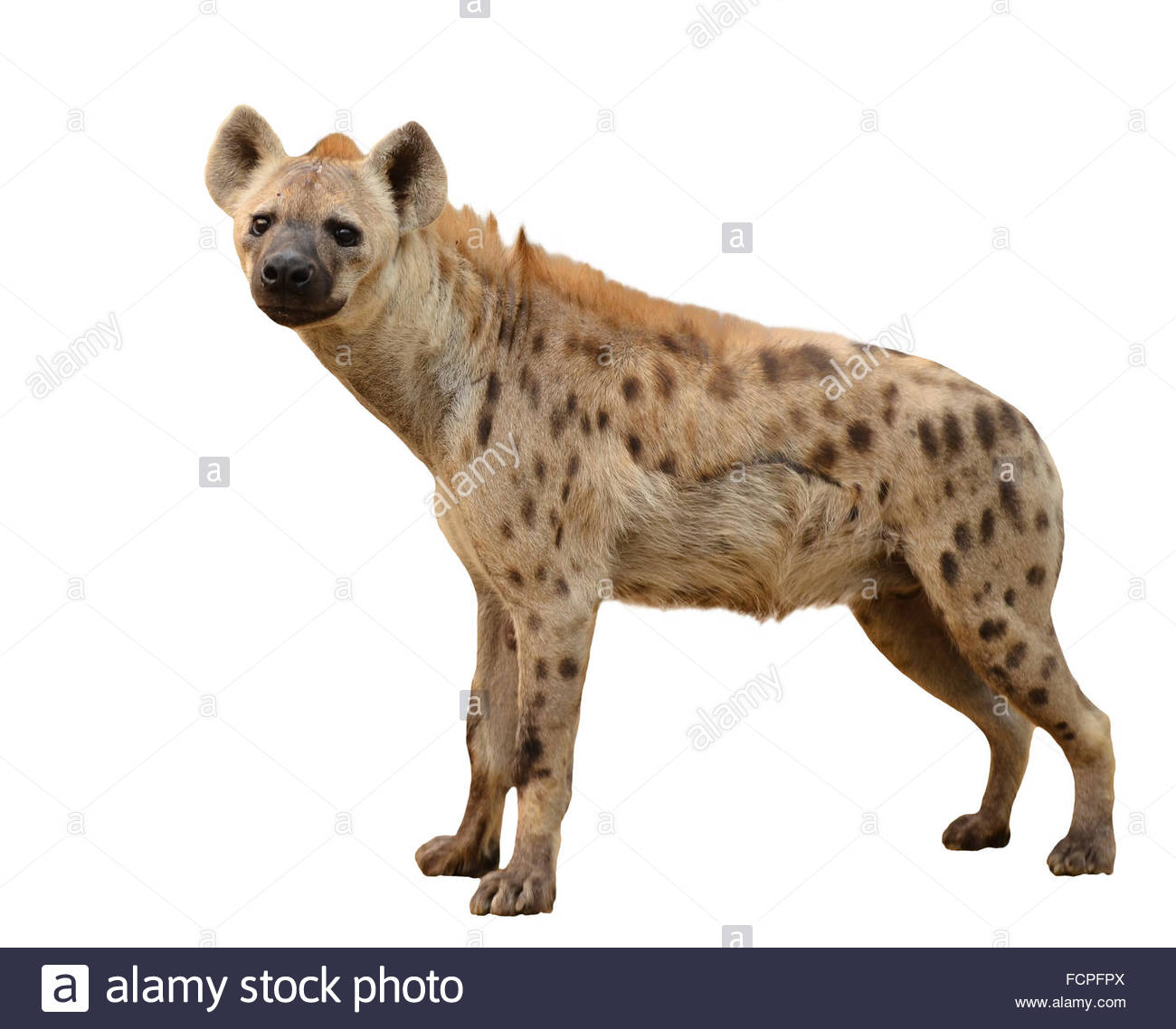Spotted Hyena Isolated On White Background Stock Photo