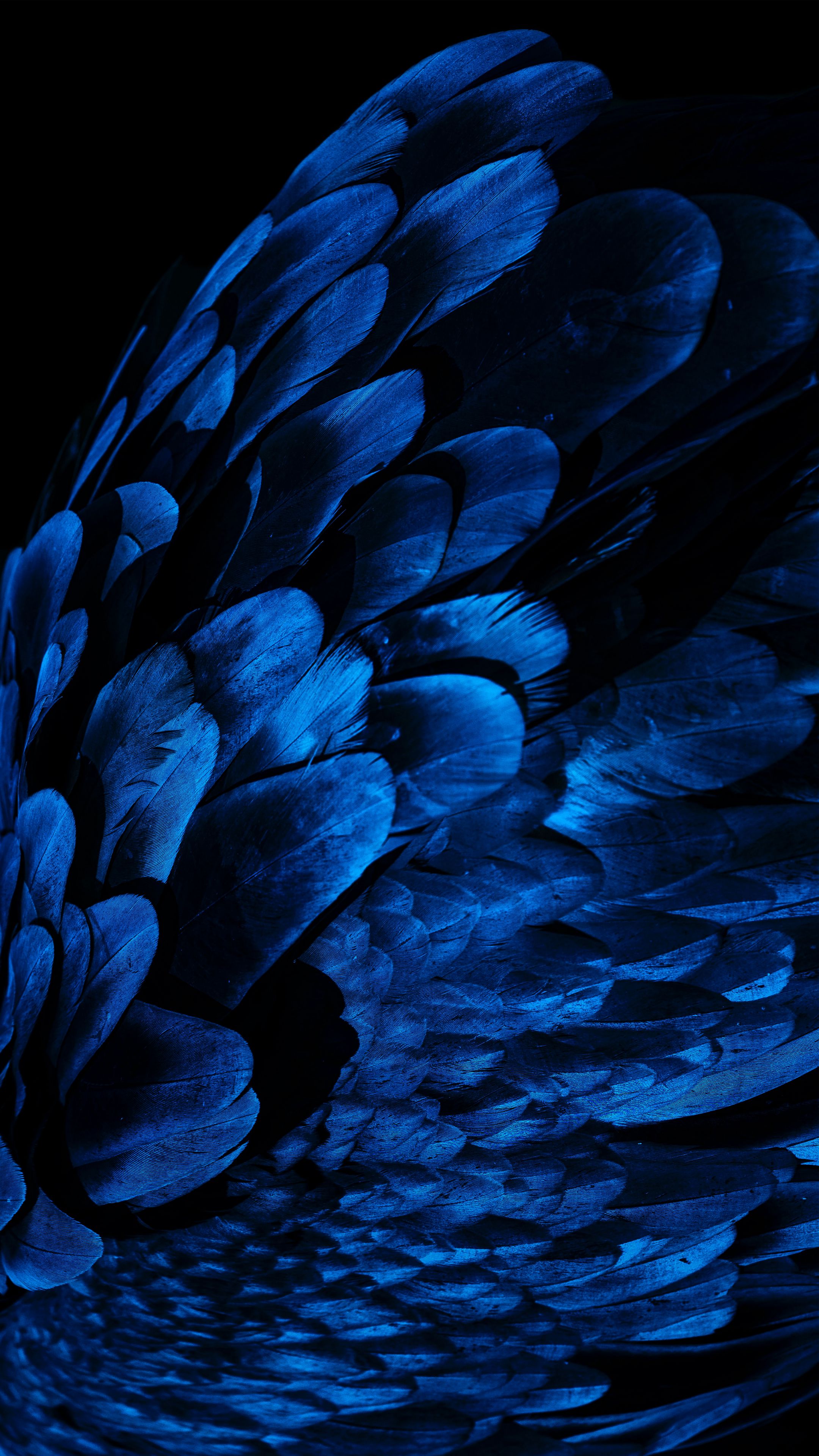 Wallpaper Feathers Wing Blue Dark Samsung