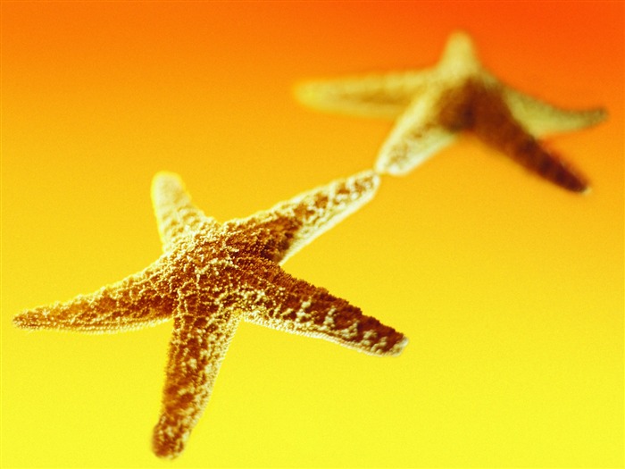 Starfish Summer Still Life Photography Logo Wallpaper