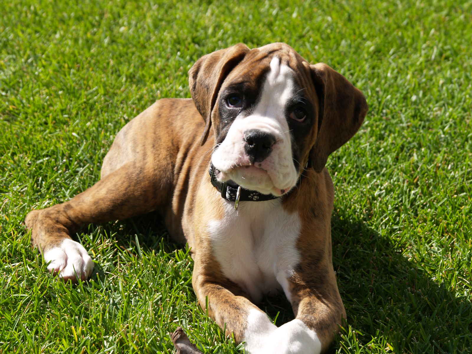Boxer Dog Perfect HD Wallpaper All About