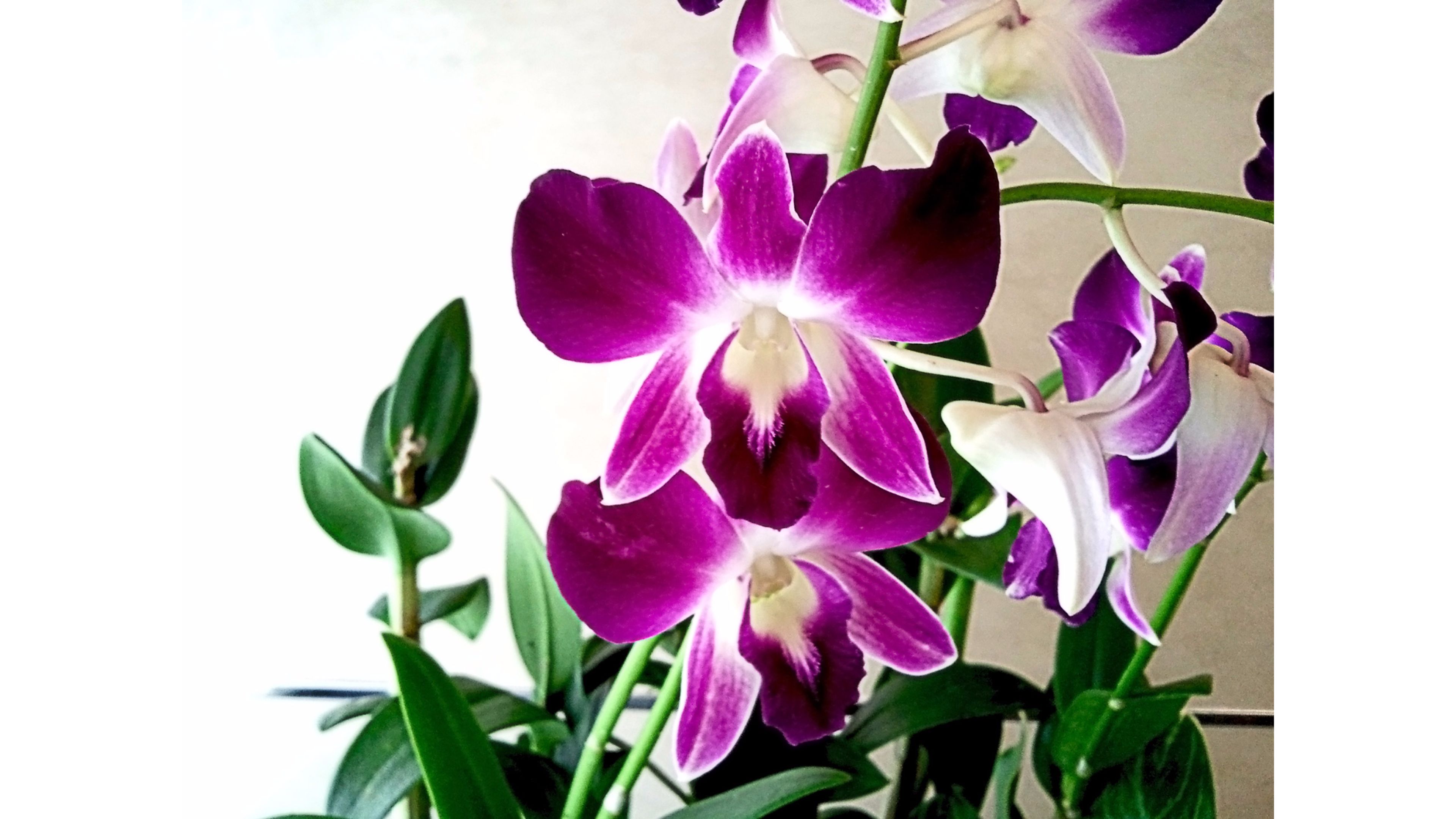 Amazing Collection Orchids 4k Wallpaper