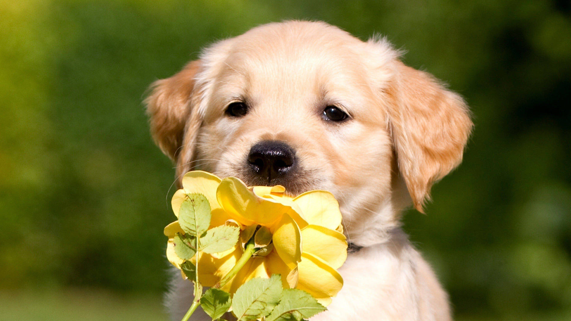Labrador Wallpaper