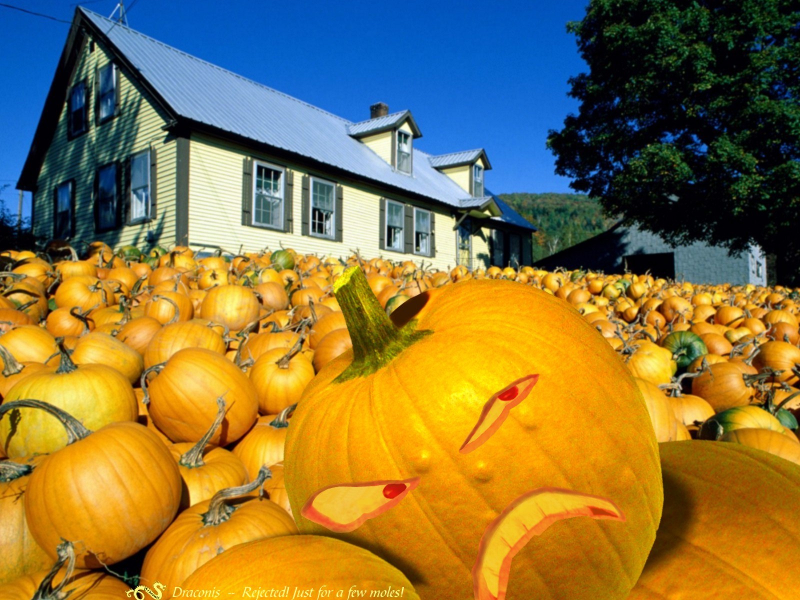 Cute Pumpkin Desktop Wallpaper