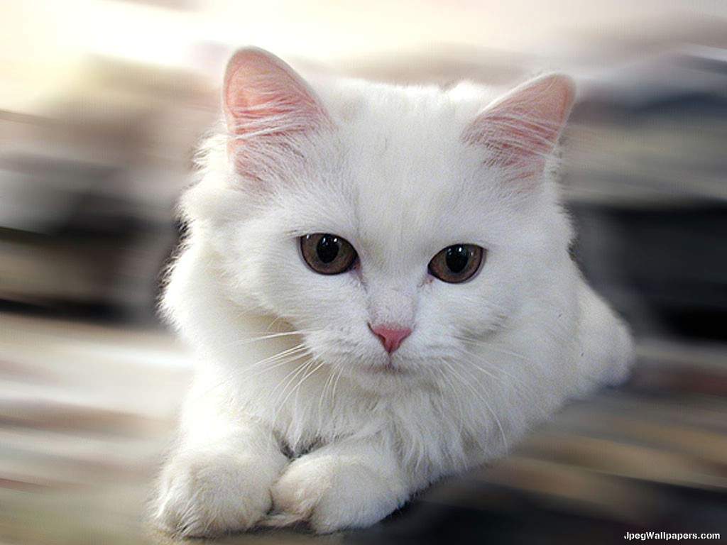 White Cat Wallpaper