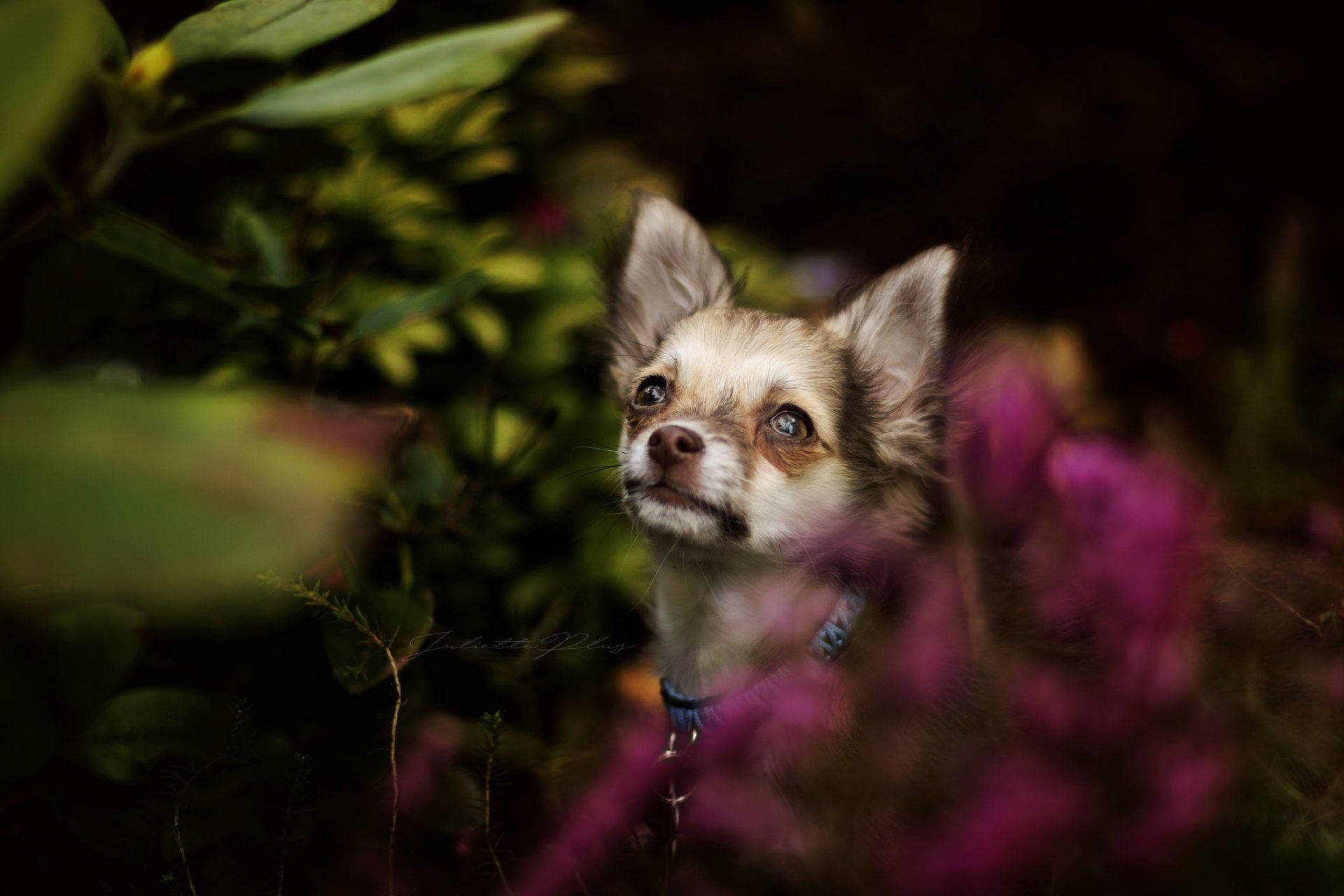 Chihuahua Nature Photoshoot G514cl55ilye7knb Wallpaper
