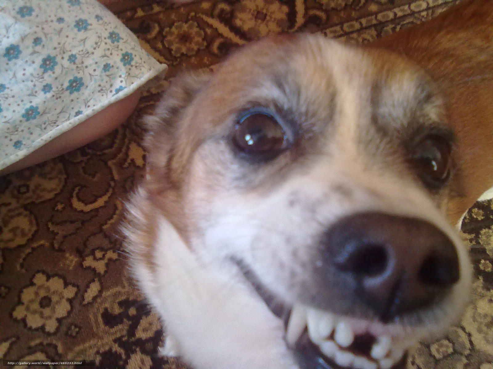 Wallpaper Crazy Dog Without Teeth Desktop In