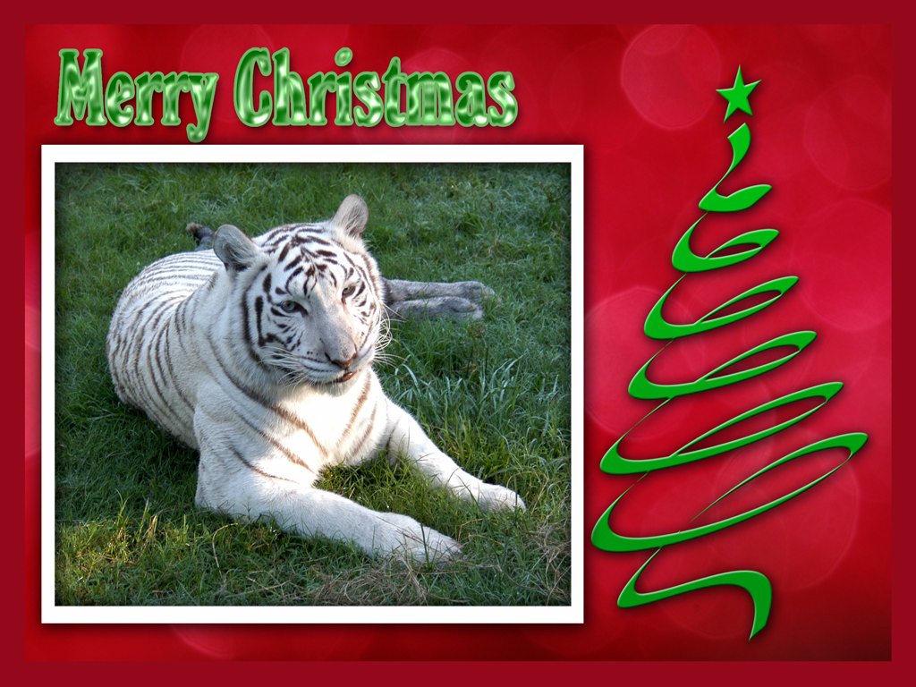 Christmas Wallpaper White Tiger Chat Big Cats