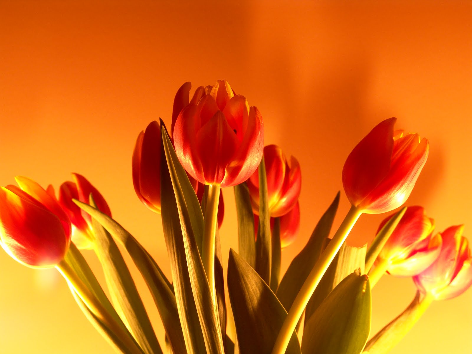 Red Tulips Flower Wallpaper Desktop Background Pink