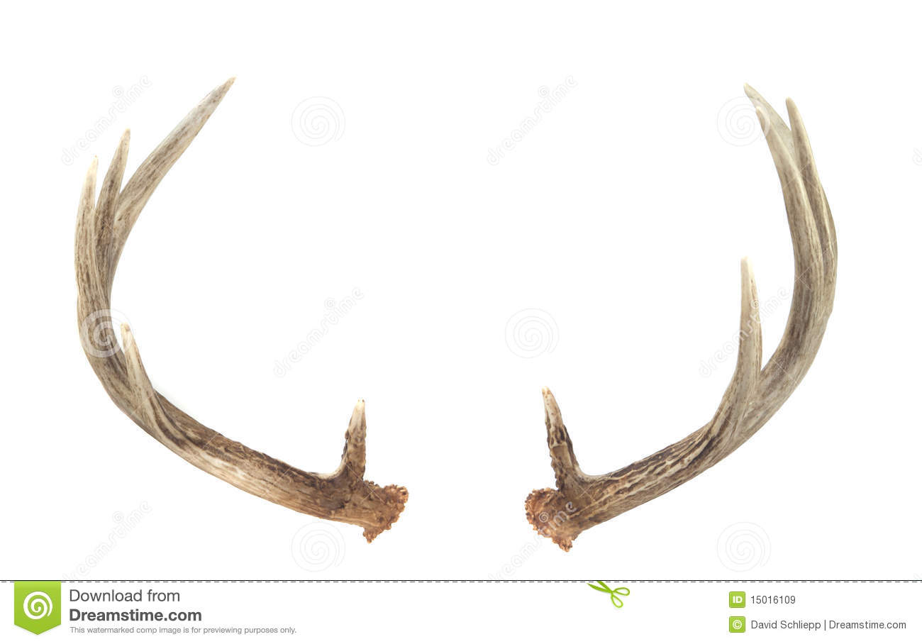 Stock Image Rear Whitetail Deer Antlers Image15016109