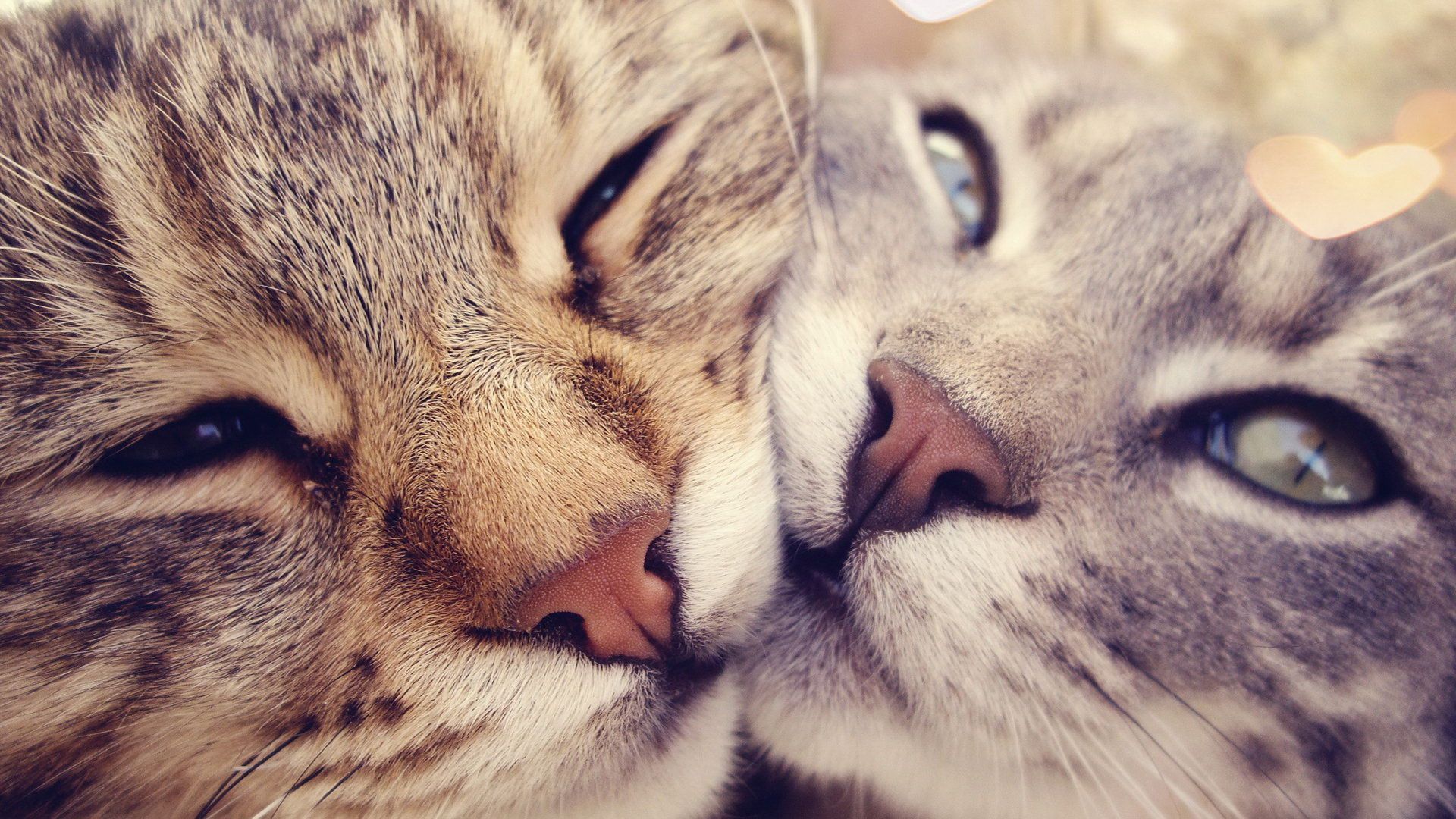Cat Computer Wallpaper Desktop Id465818