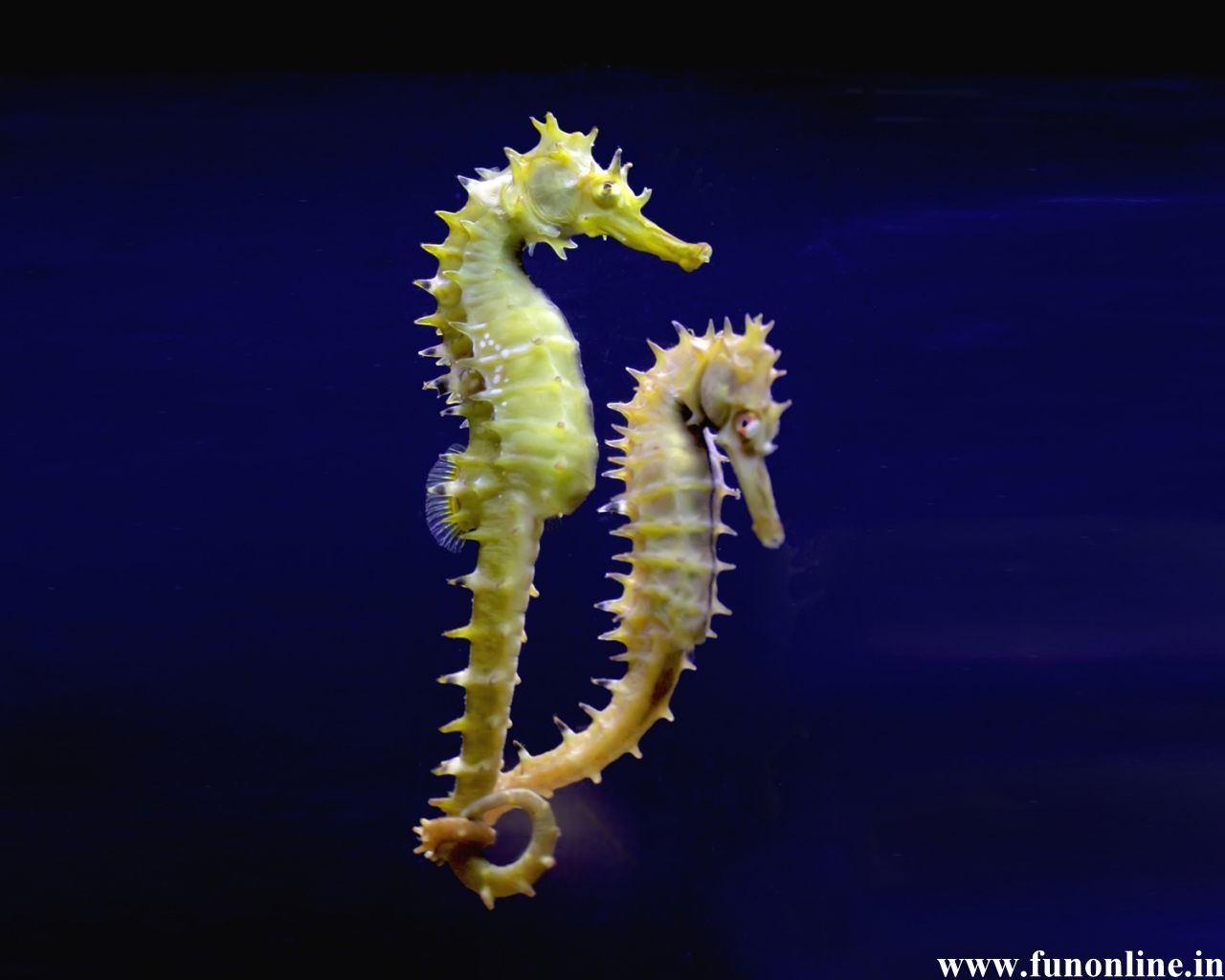 Seahorse Wallpaper Cute Water Creature Seahorses
