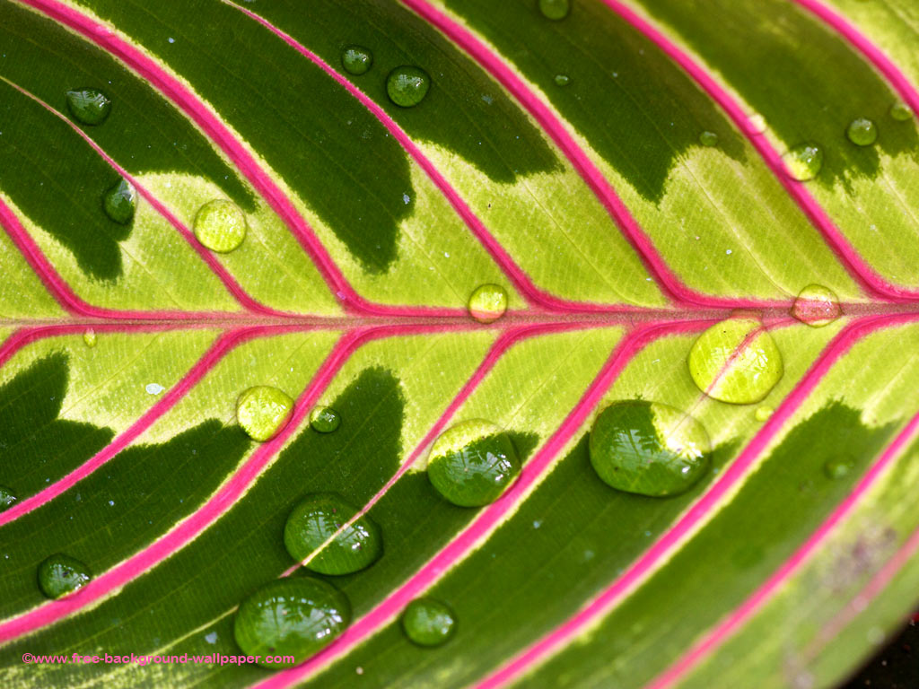 Wet Tropical Leaf Pattern Trees Background Wallpaper