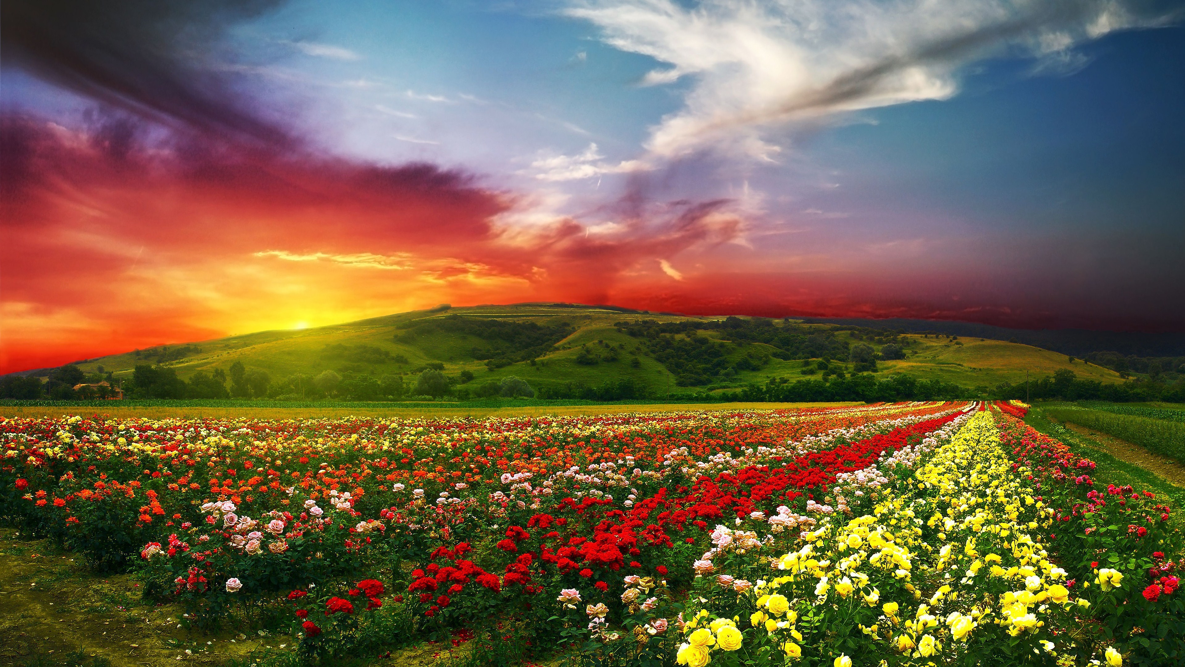 Vibrant Flower Fields At Sunset Wallpaper