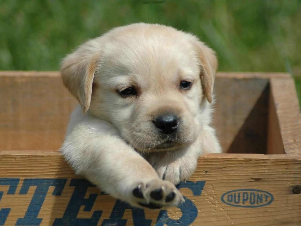 Cute Puppy Dogs Wallpaper