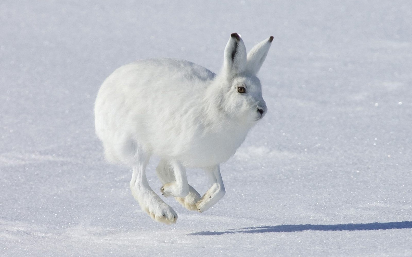 Running White Hare Wallpaper And Image Pictures