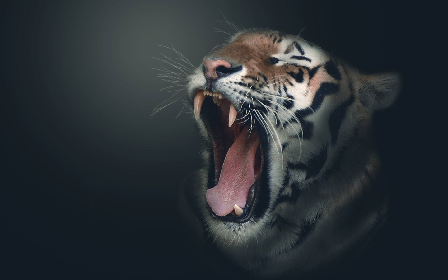 Tiger Wallpaper Widescreen HD In Animals Imageci